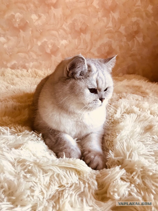Котовторник  10.10.2017