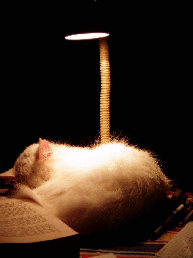 Коты и Кошки