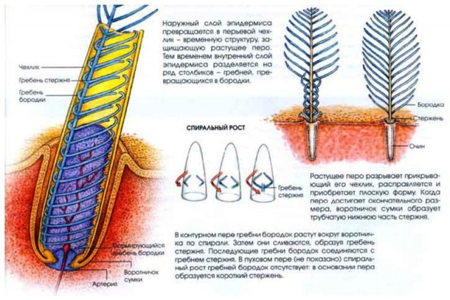 Что такое спермацет и еще несколько ответов на вопрос - как это образуется