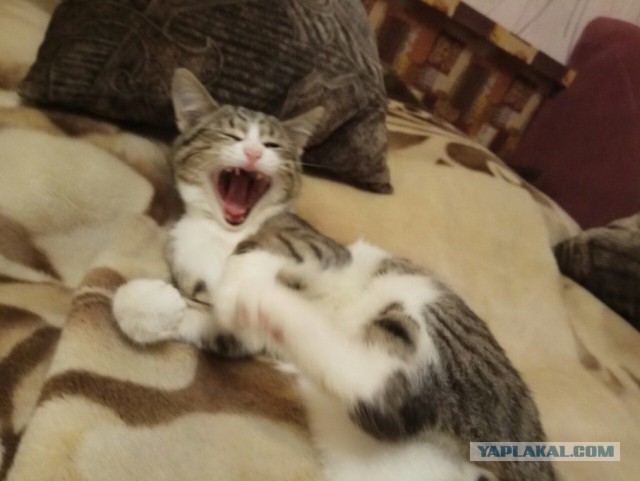 Котовторник 02.01.2018