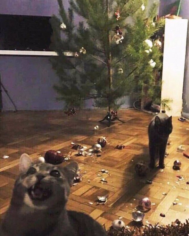Прикольных котов пост