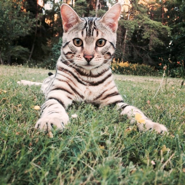 Прикольных котов пост