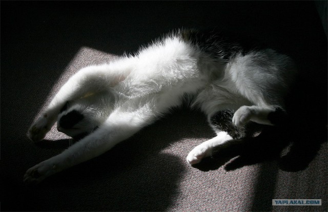 Ура, котовторник! (01.07.2008)