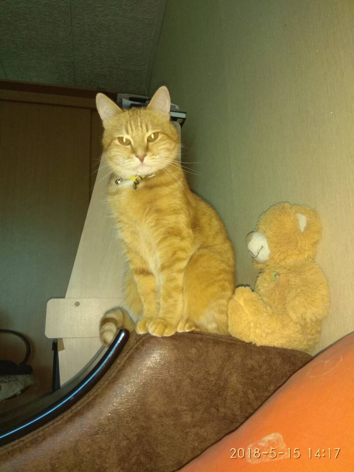Рыжий норвежский кот с роскошным хвостом обожает гулять с людьми по дикой природе