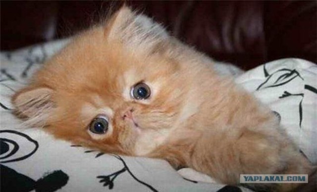 Выходные у кота