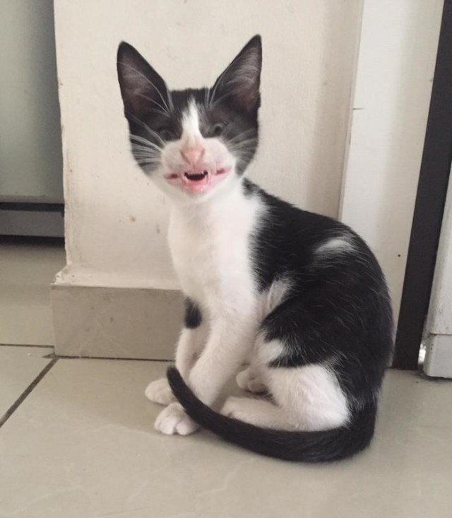 Прикольных котов пост