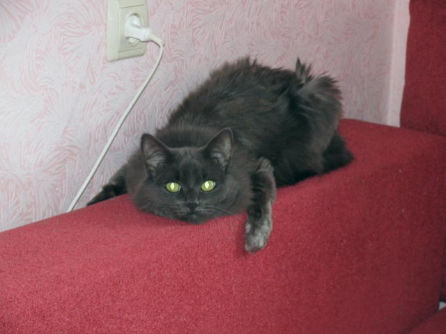 It's Catursday Fever! (Котовторник)