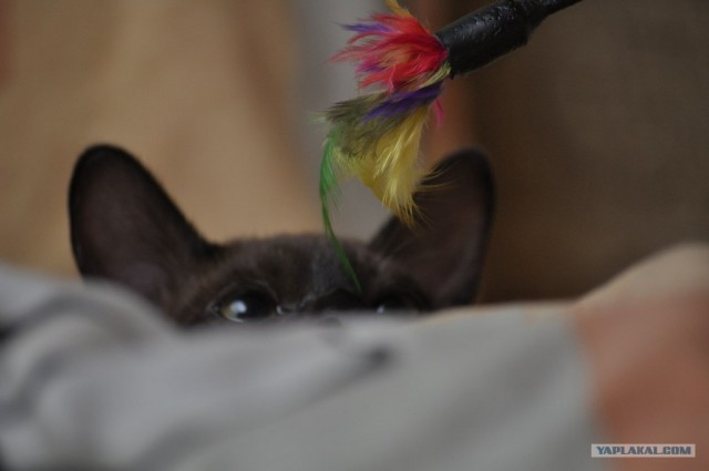 Котовторник (31.01.2012)