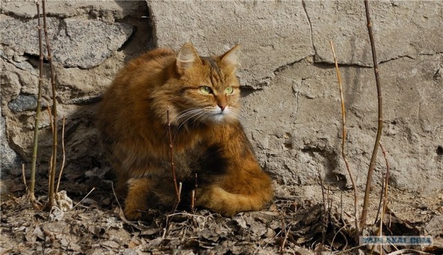 Котовторник 20.03.2012