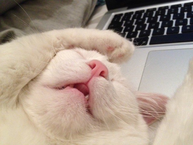 Котовторник 17.04.2012