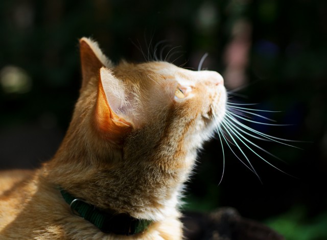 Котовторник  12. 06. 2012