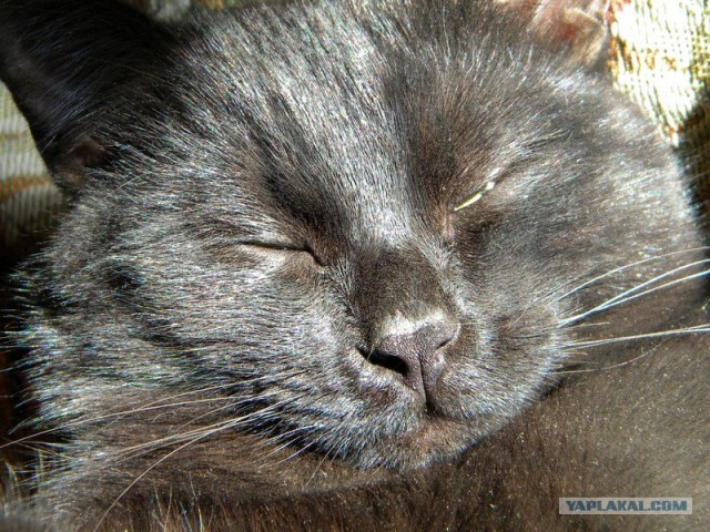 Котовторник  14.08.2012.