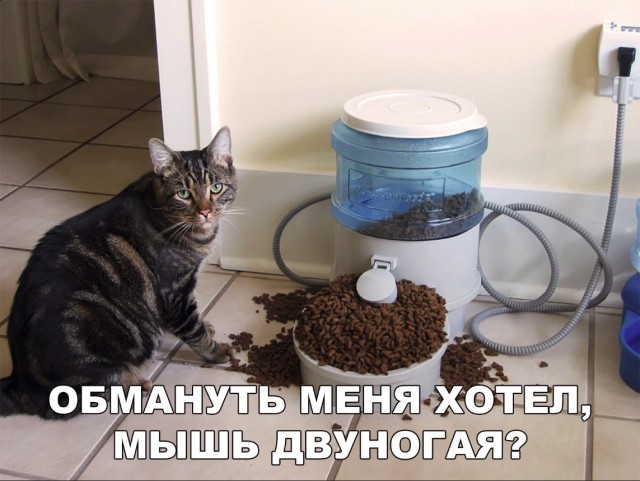Забавные фото котеек