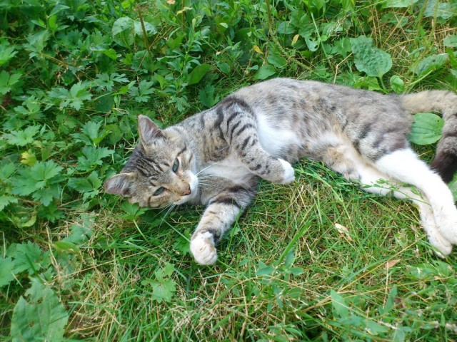 Котовторник 30.10.2012