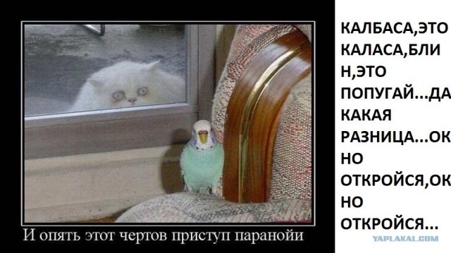 Калбасааааа.