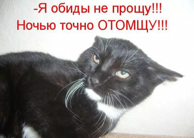 Издевательство над пушистыми