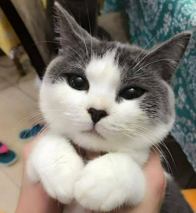 Забавные фото котеек