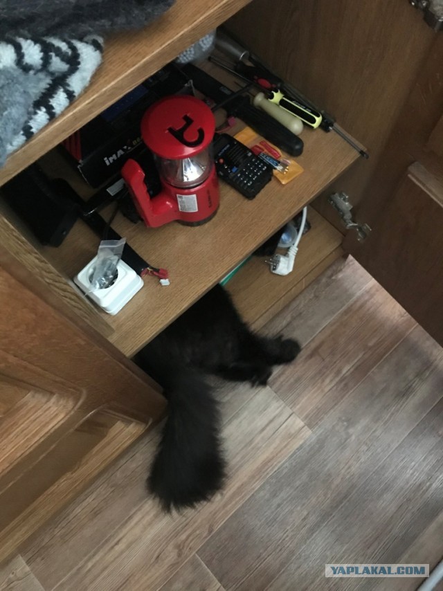 Что значит поза, в которой спит твоя кошка