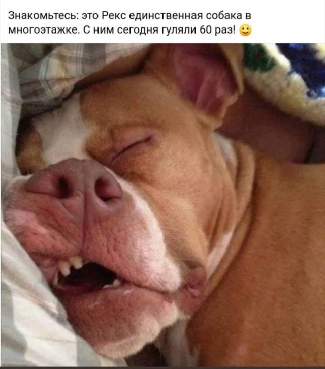 А какие у вас питомцы?