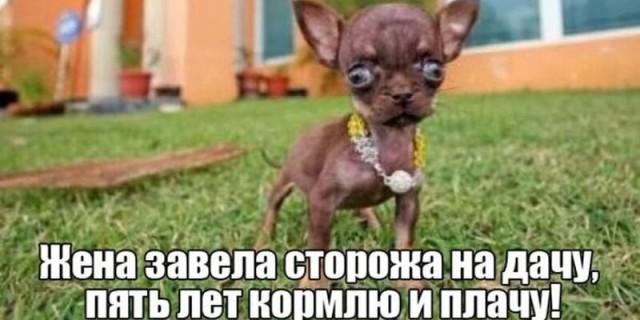 Забавные шутки, картинки и фразы из этих ваших интернетов