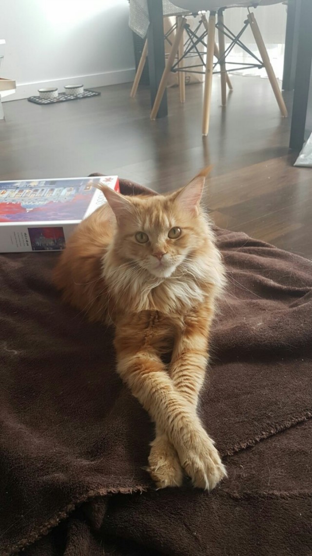 Коты, которые нас порадовали!