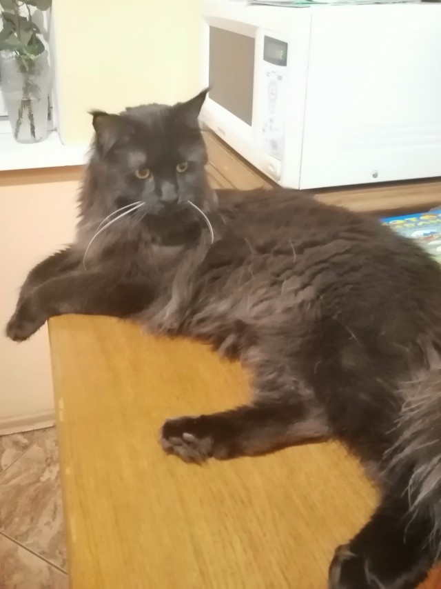 Котовторник. Добавляйте своих