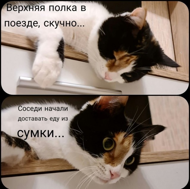 Картинки с котами и про котов