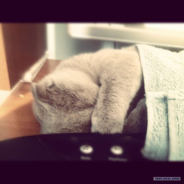 Шотландский вислоухий просится на обнимашки