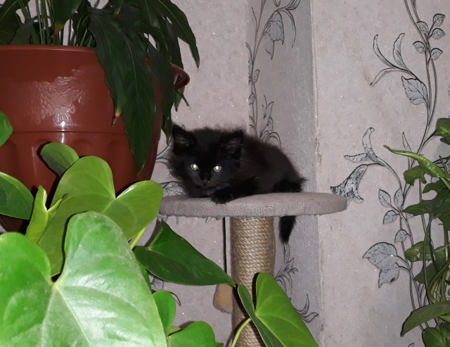 Котовторник же!