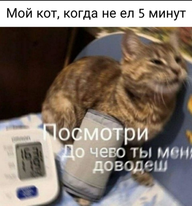 Теперь только этот корм