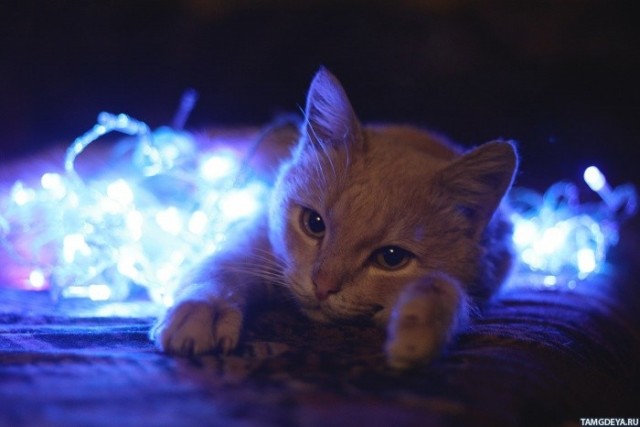 Всемирный день кошек