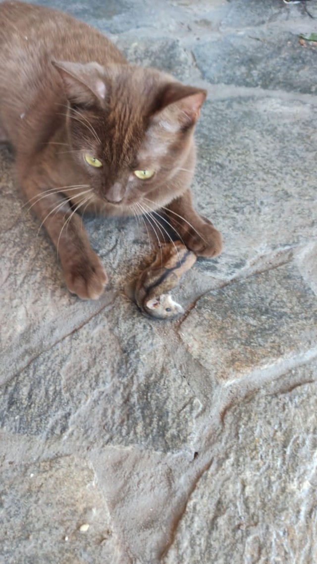 Котовторник (свои добавляем)
