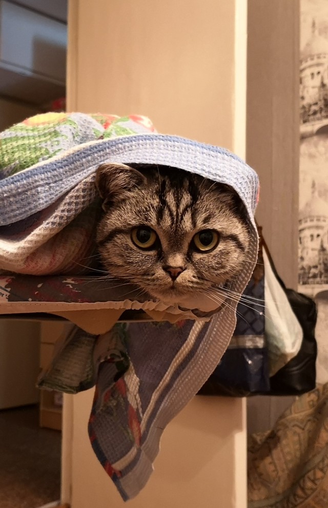 Солнце котовторника уже встало, Господа!