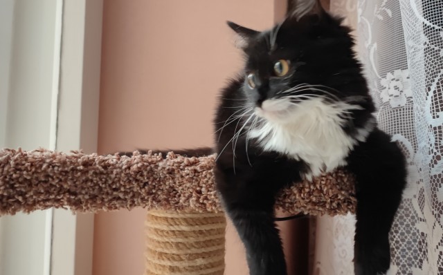 Солнце котовторника уже встало, Господа!