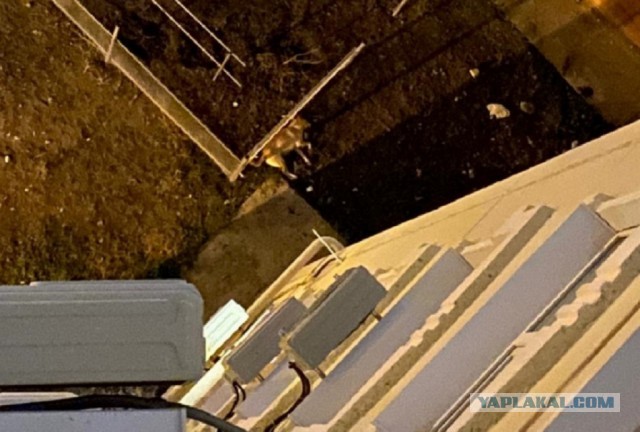 В Астрахани мужчина надругался над собакой и выбросил её из окна 5 этажа