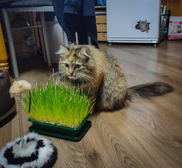 Котовторник. Февраль