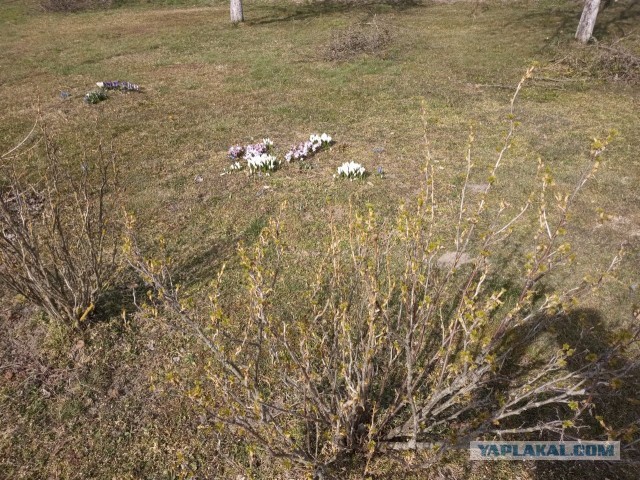 А какая у Вас сегодня весна за окном?!