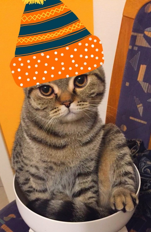 И снова день кошачий!