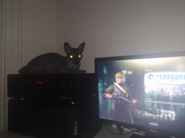 Лето и коты