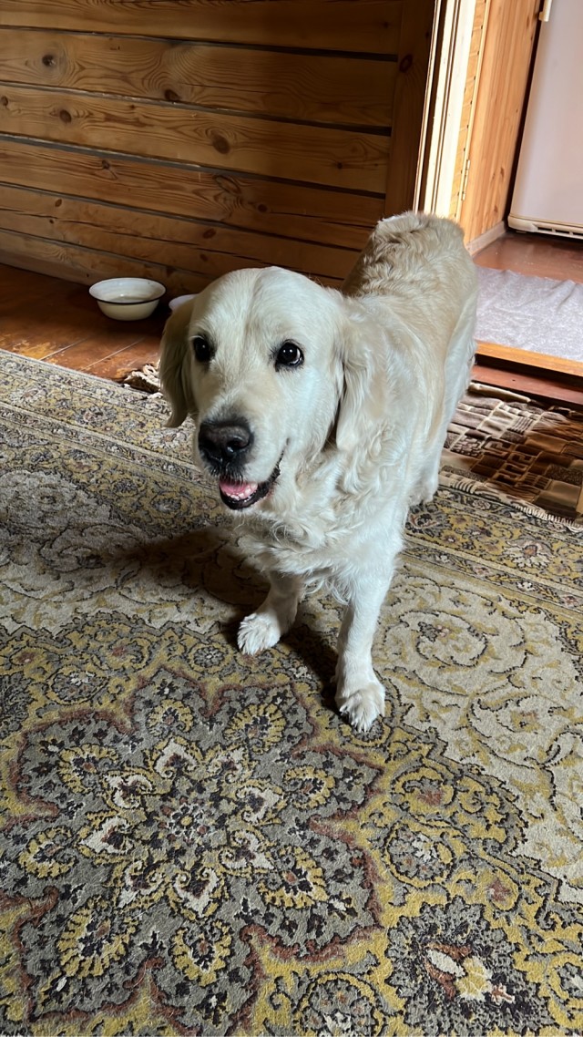 Про собачек