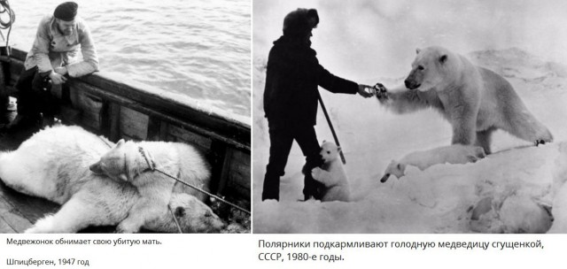 Зачем стрелять в зад медведю и ползти на пузе к моржу
