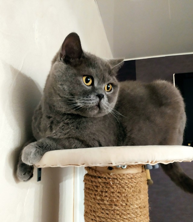 Котовторник 1.11.22