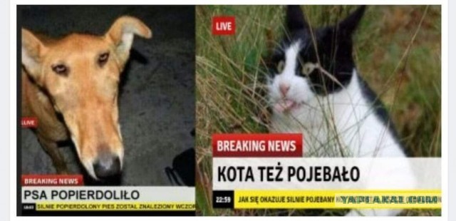 Лесопилку попердолило