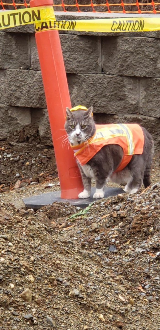Коты-работяги