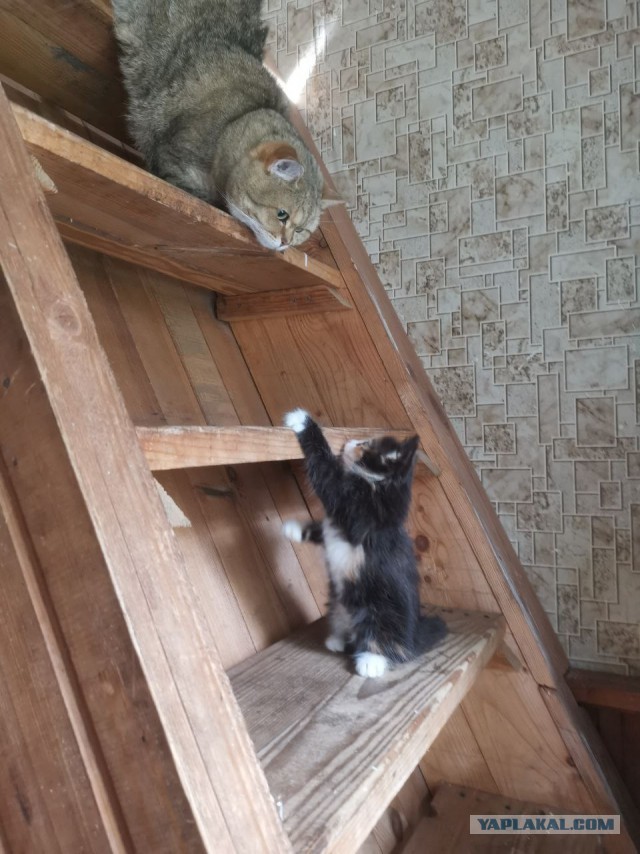 Повезло котейке