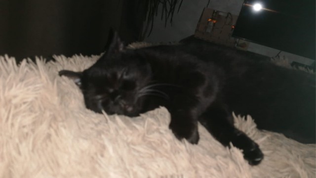 Кошак