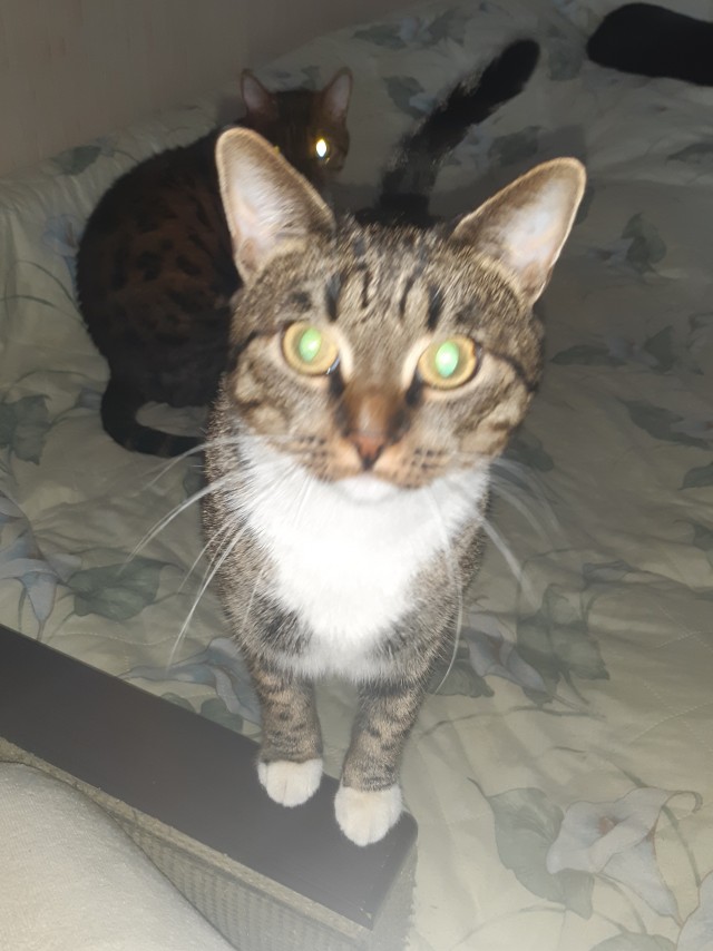 Котаны мои