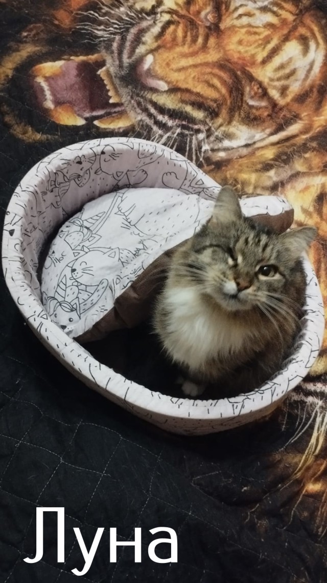 Жизнь домашнего приюта "Котоленд" 424