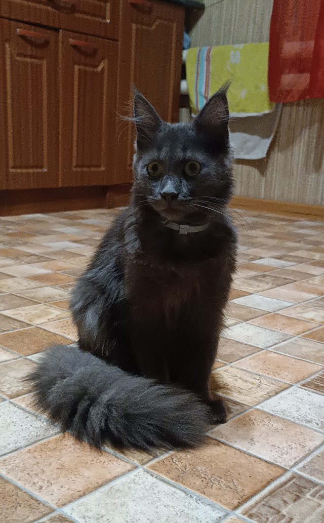 Всех с котовторником