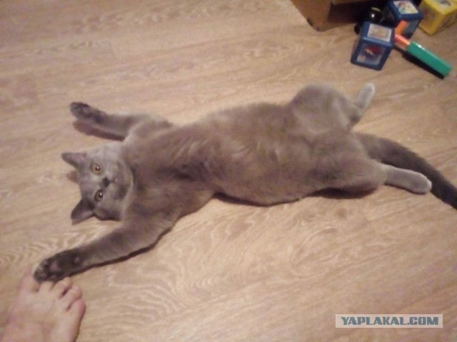 Всех с котовторником